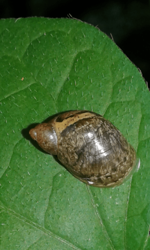 Succineidae?